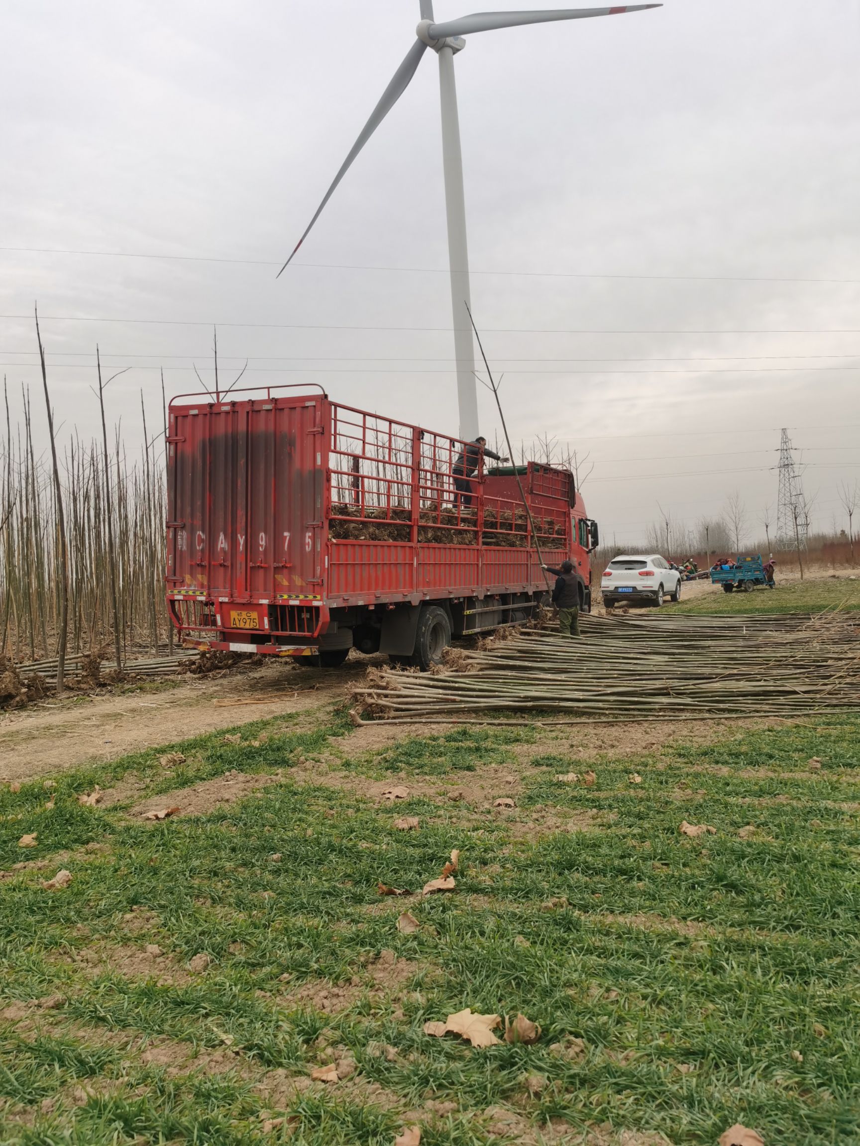 河南泡桐基地 供应各种规格的泡桐树苗 速生泡桐苗