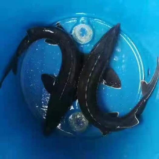 资兴市三文鱼  流水养殖