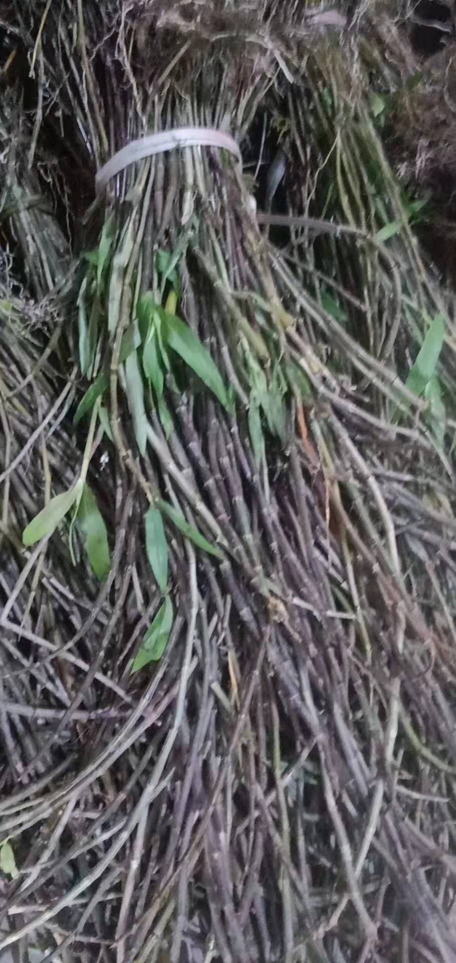 龙陵紫皮石斛  紫皮石斛非种植