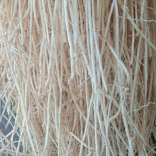 罗定市大量出售罗定新鲜白茅根，产地直发，长期供应，量大从优