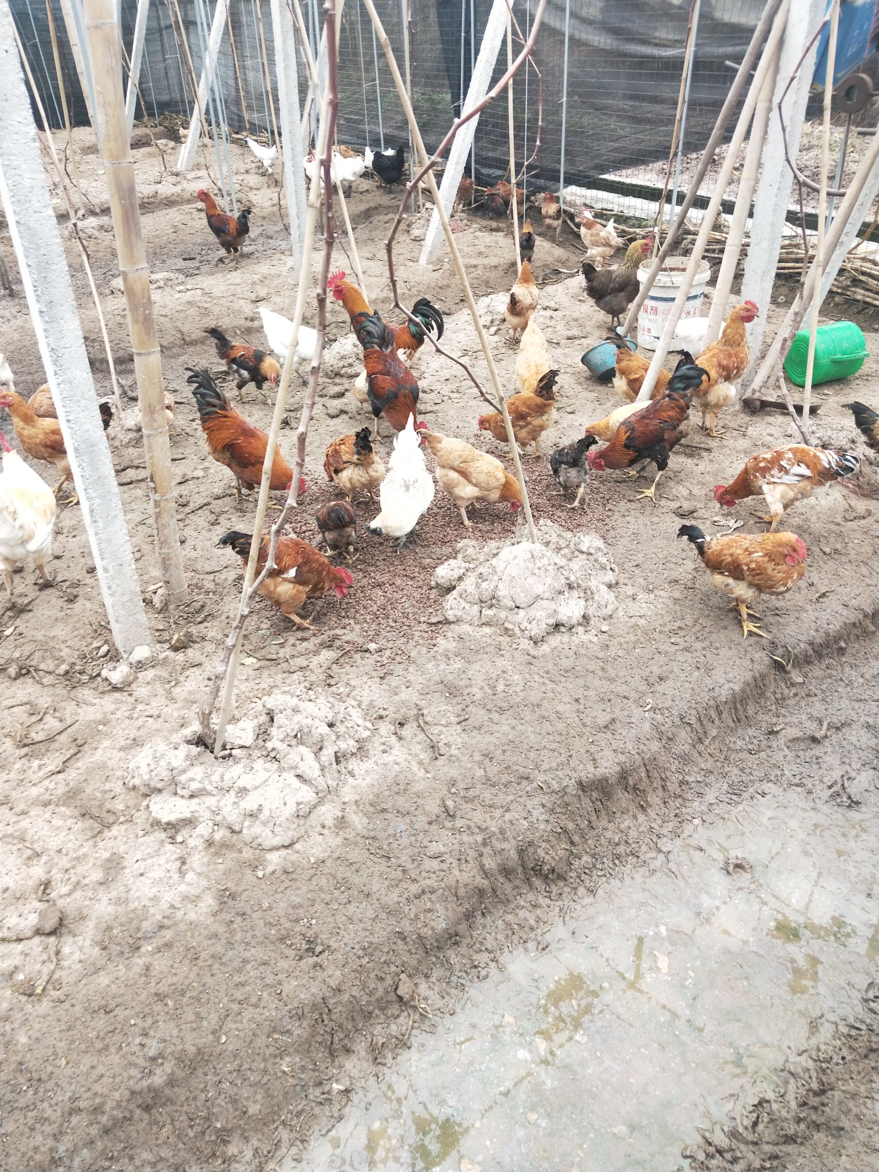 大红公鸡  纯杂粮喂养 绿色养殖葡萄园散养土鸡