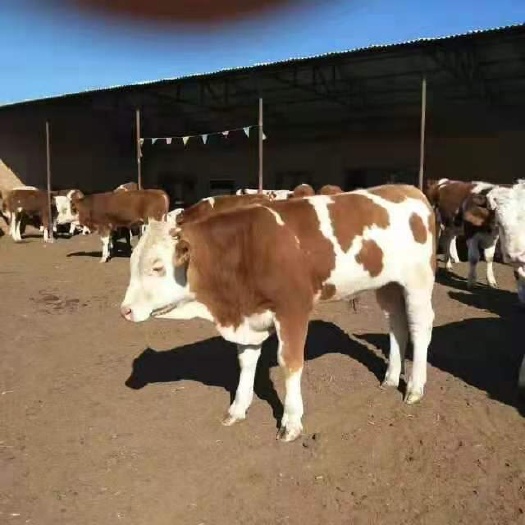 西门塔尔牛 肉牛繁殖基地现售大小西门塔尔肉牛。