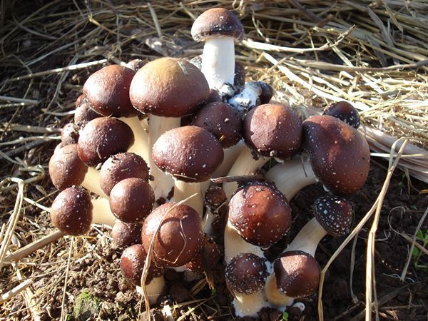 食用菌大球盖菇菌种出菇快产量高免费提供农技指导