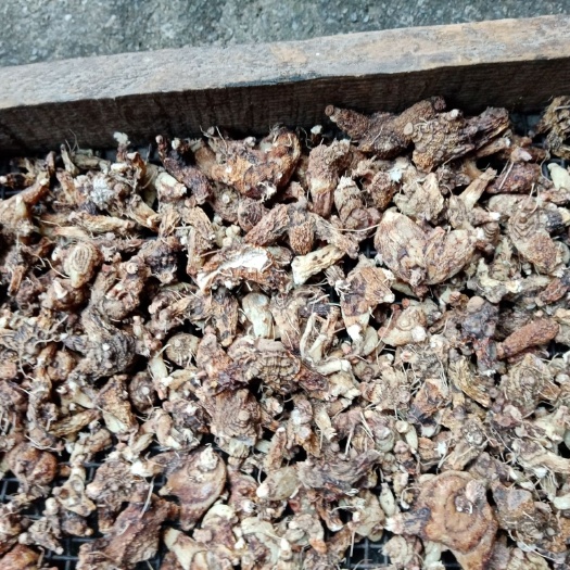 石棉县白及