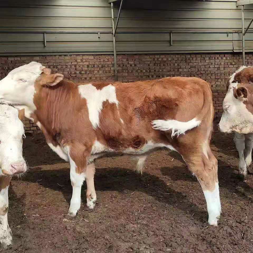 西门塔尔牛 肉牛繁殖基地现售大小西门塔尔肉牛。