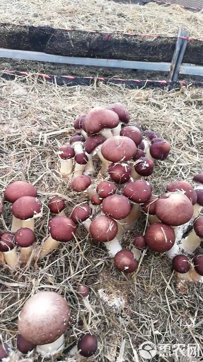 食用菌大球盖菇菌种出菇快产量高免费提供农技指导