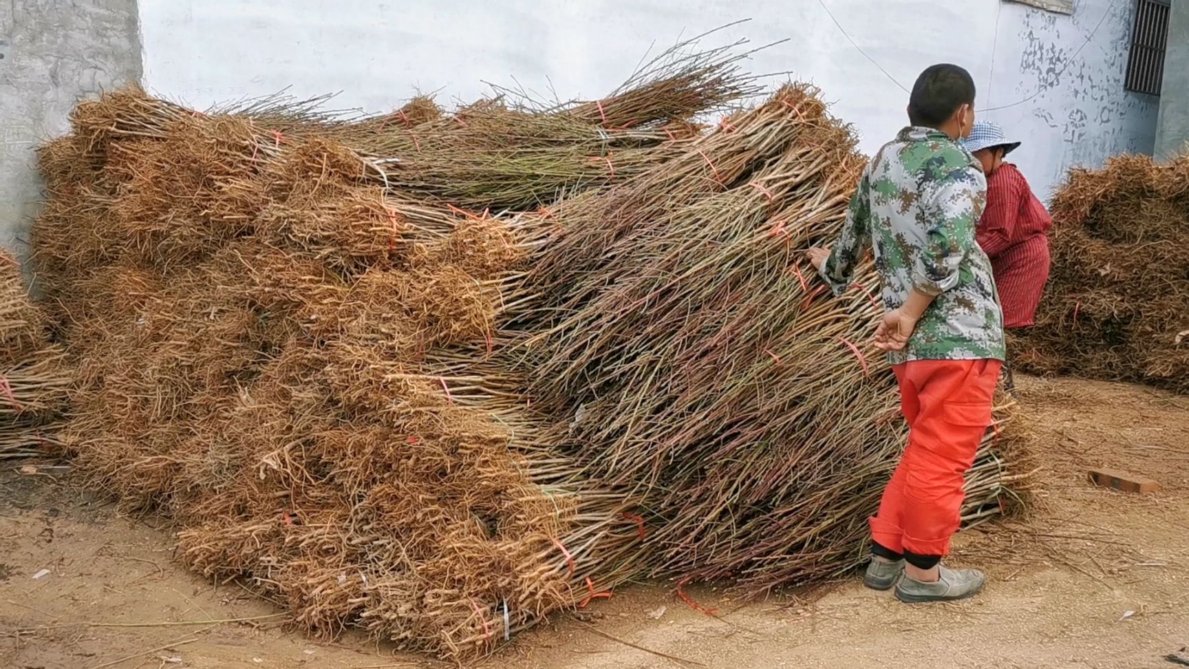 雪桃苗  桃苗新品种