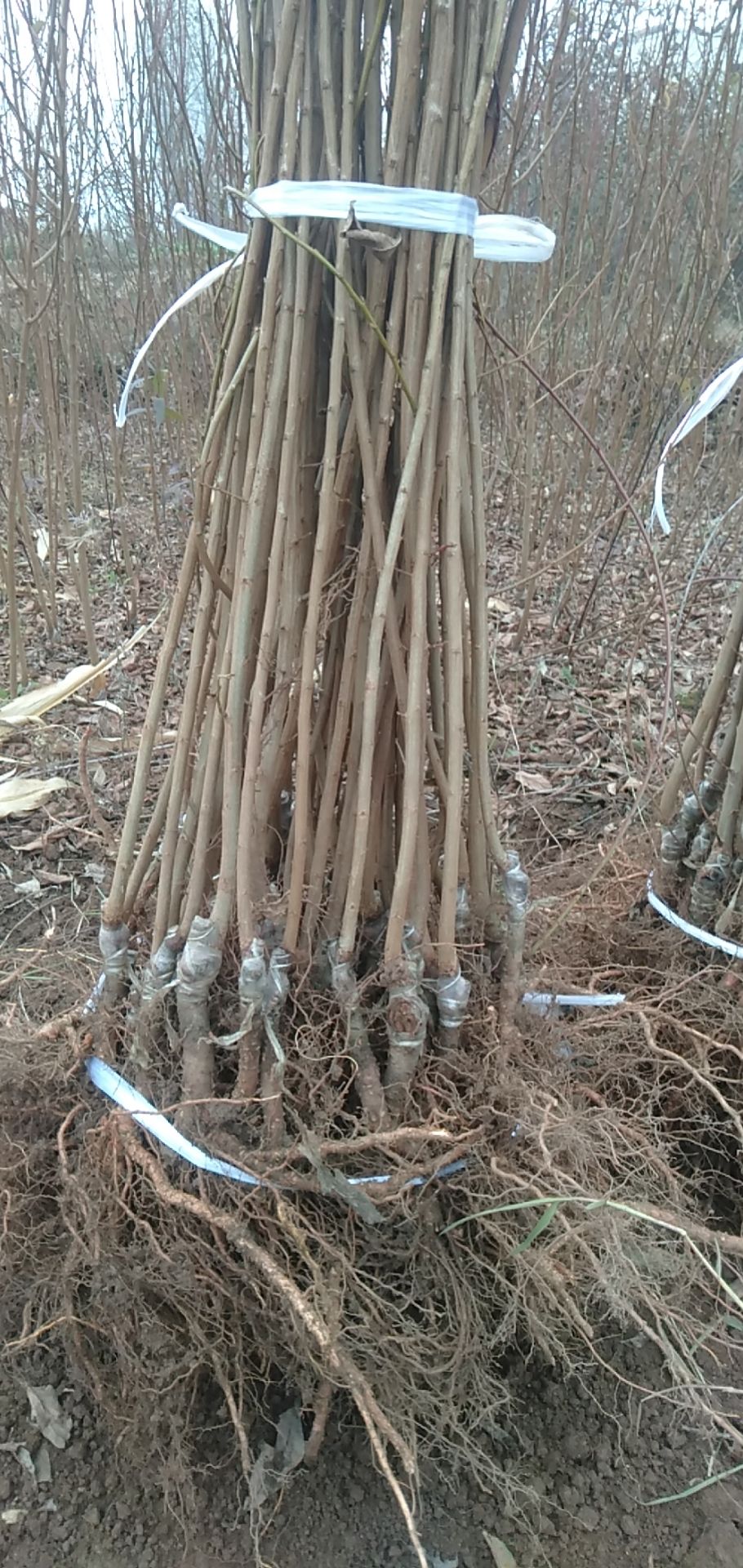 蜂糖李树苗 蜂糖李嫁接苗，品种保证，提供三证一签