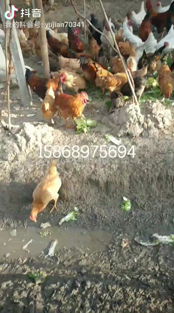 大红公鸡  纯杂粮喂养 绿色养殖葡萄园散养土鸡