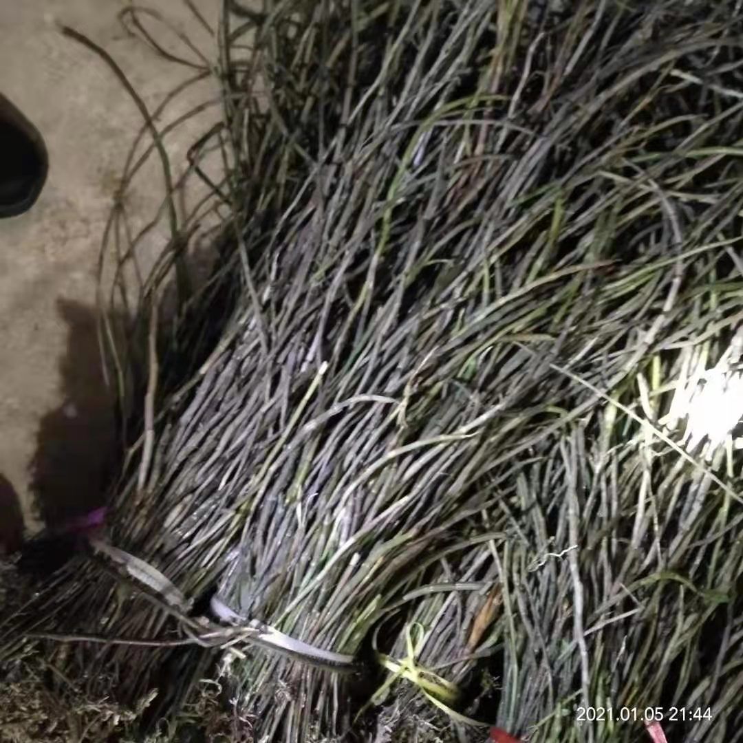 龙陵紫皮石斛  紫皮石斛非种植