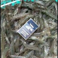 无棣县对虾 9钱以上 