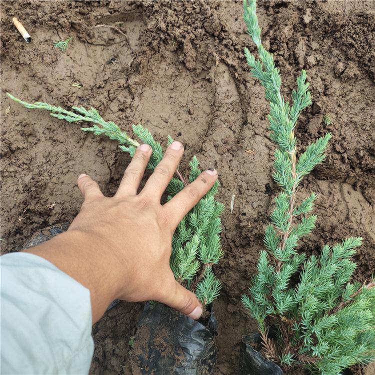 铺地柏 盆栽铺地柏种植基地