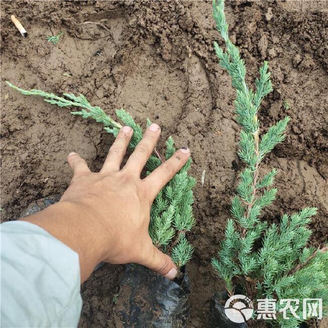 铺地柏 盆栽铺地柏种植基地