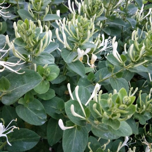 平邑县 四季金银花苗，基地直发，适合盆栽地栽庭院种植