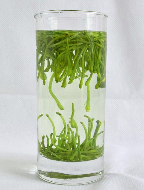 隆回县金银花  优质茶花（山银花茶）大量供应