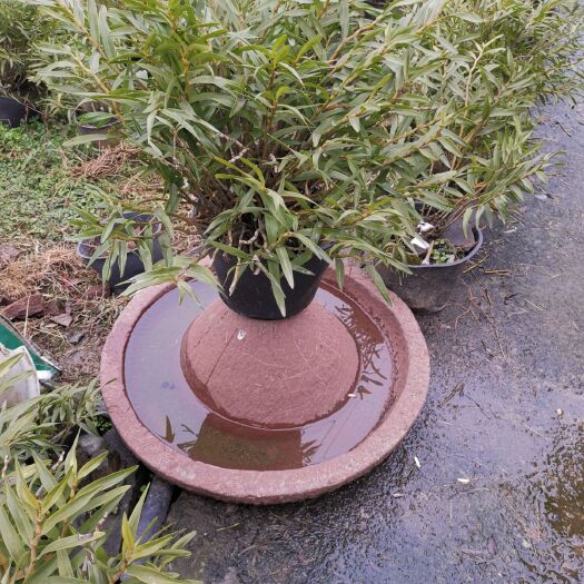 夹江县夹江叠鞘石斛