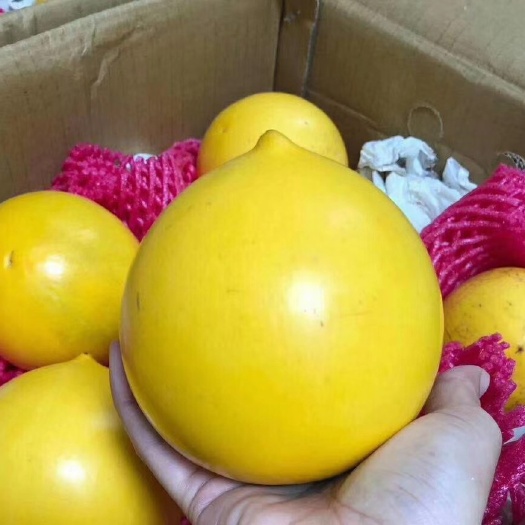 灵山县黄晶果苗  黄晶果树苗  黄晶果嫁接苗  保证品种正宗  基地直销