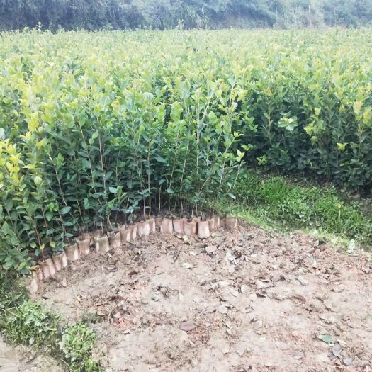 长林系列嫁接油茶苗  江西省长林系列嫁接营养杯苗，可提供栽种
