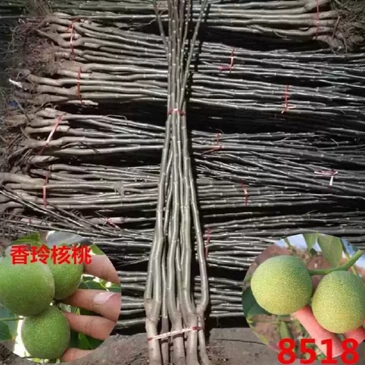 平邑县大泡核桃苗 
