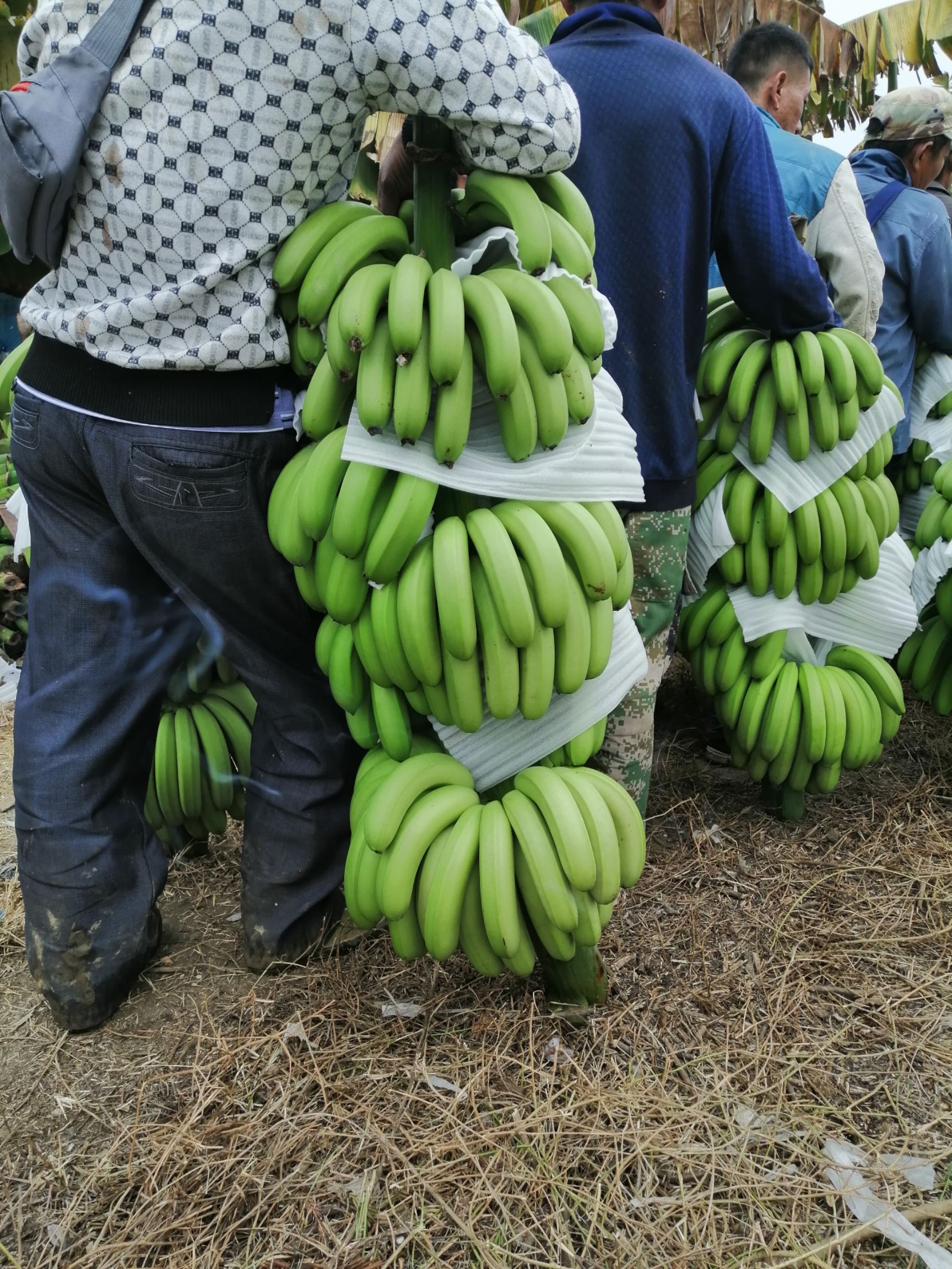 巴西香蕉 第一代香蕉，价格实惠要的老板可以联系我了