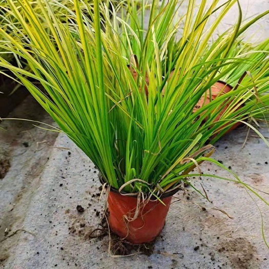 青州市金叶菖蒲  金叶石菖蒲 种植基地直销 农户一手货源