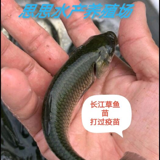 东莞市热销草鱼苗，