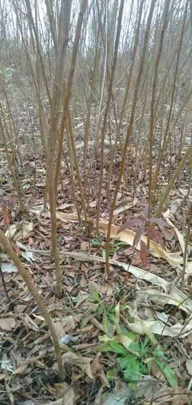 昭通蜂糖李树苗 蜂糖李嫁接苗，品种保证，提供三证一签