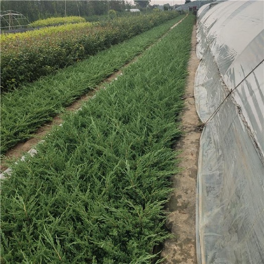 青州市铺地柏 盆栽铺地柏种植基地