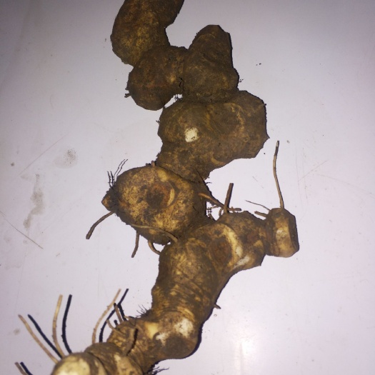 盐津县滇黄精 云南天然黄精，别名、老虎姜。