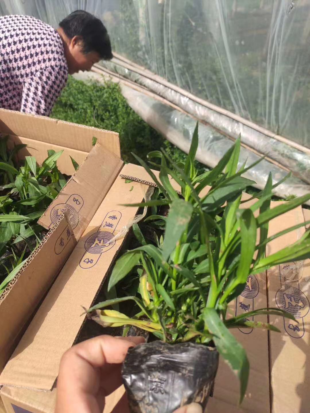 荷兰菊 纽约紫箢 宿根花卉荷兰菊种植基地