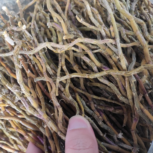 丽水铁皮石斛大条批发价