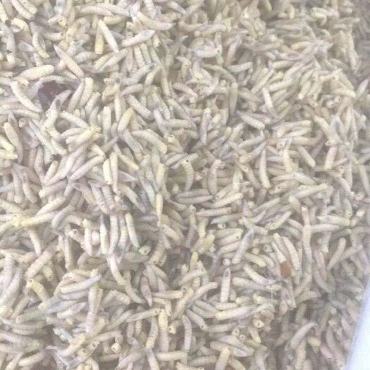 阳江 蝇蛆，是一种高蛋白水产和禽兽养值饲料。它的营养成分很前面。