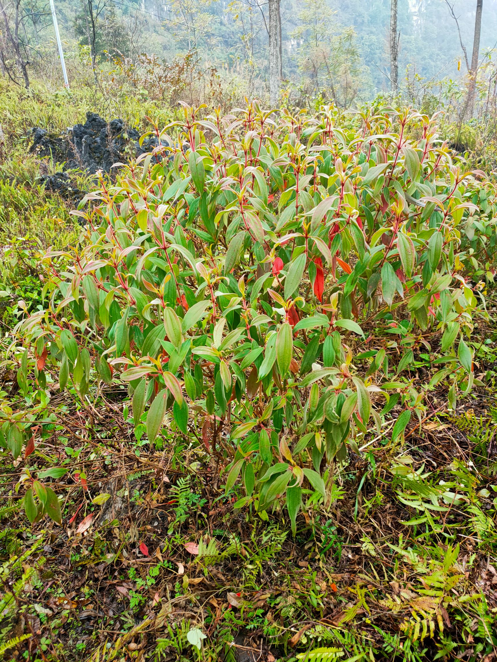 巴西牡丹 杜丹 牡丹 羊开口杜丹 牡丹 羊开口杜丹 牡丹