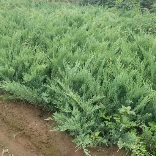青州市沙地柏 盆栽沙地柏种植基地