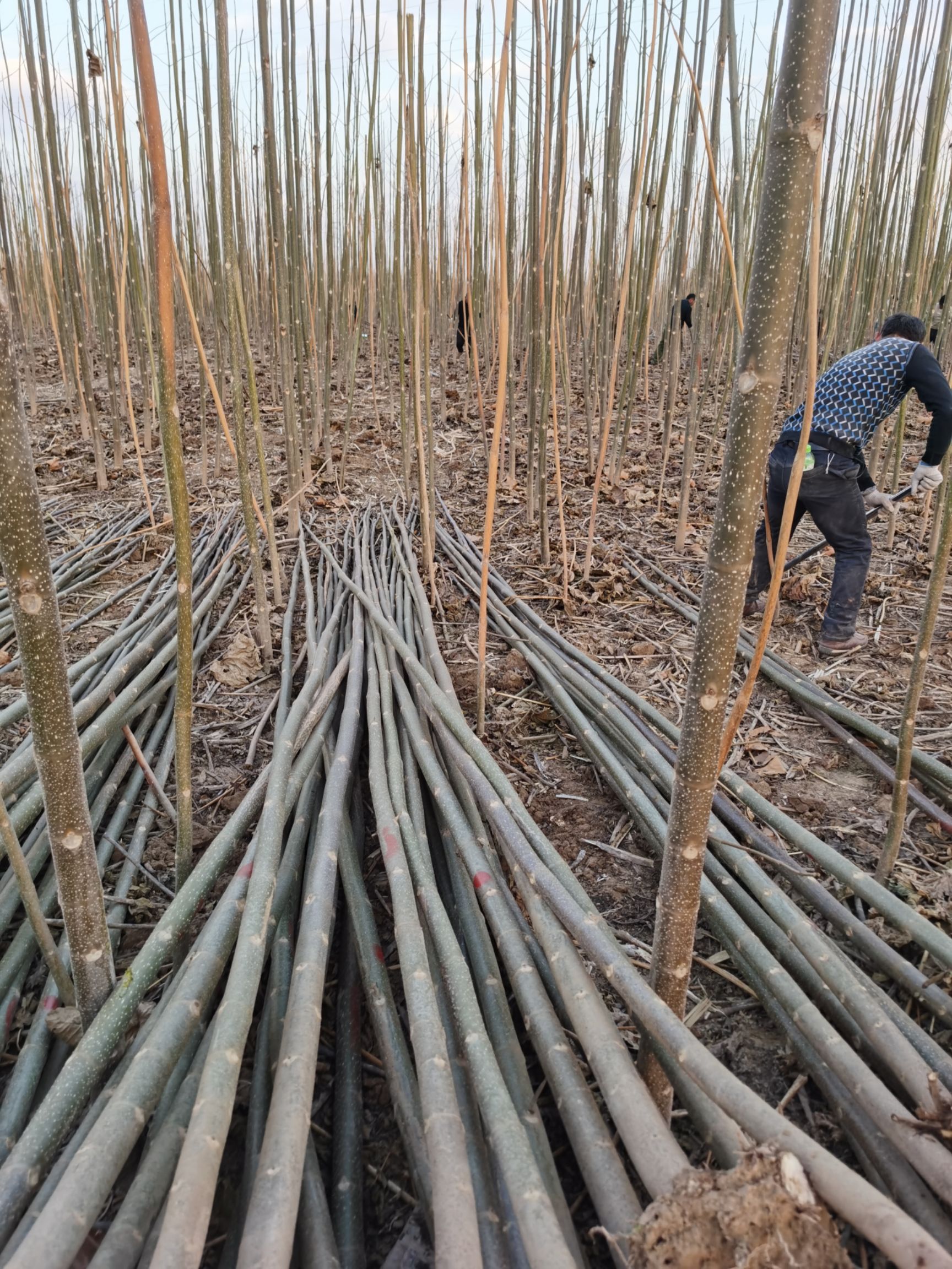 河南泡桐基地 供应各种规格的泡桐树苗 速生泡桐苗