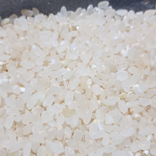 鹿邑县华梗9号（梗米）胚芽米