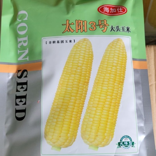 横州市 泰系，水果甜玉米种子