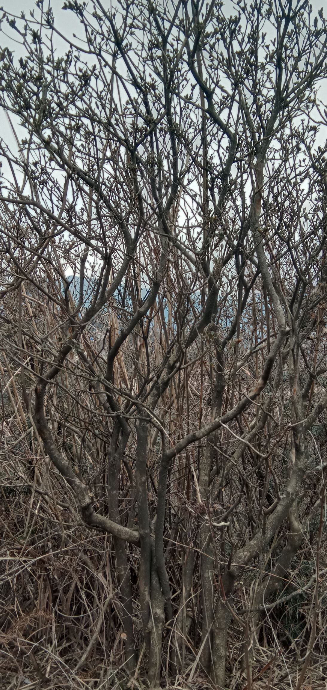 杜鹃  国旗映山红小全㓂，山货，可带自然土球，高二米左右，㓂1,5米