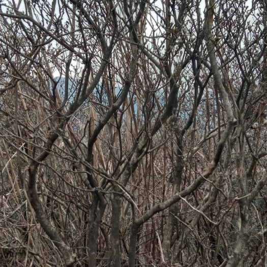 隆回县杜鹃  国旗映山红小全㓂，山货，可带自然土球，高二米左右，㓂1,5米