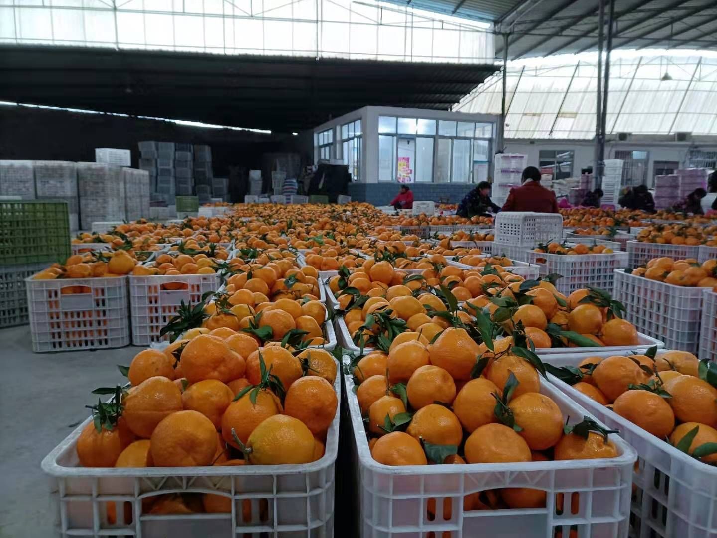  眉山耙耙柑： 肉质脆嫩 多汁 囊壁薄  风味浓郁 清甜 少籽