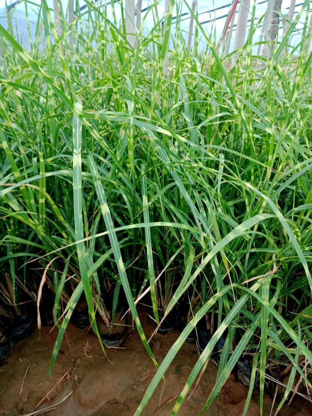 斑叶芒 山东青州观赏草种植基地批发