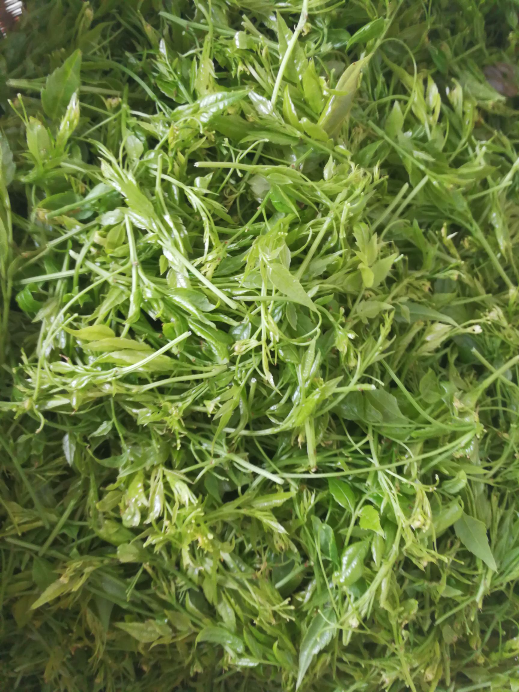 藤茶  张家界莓茶