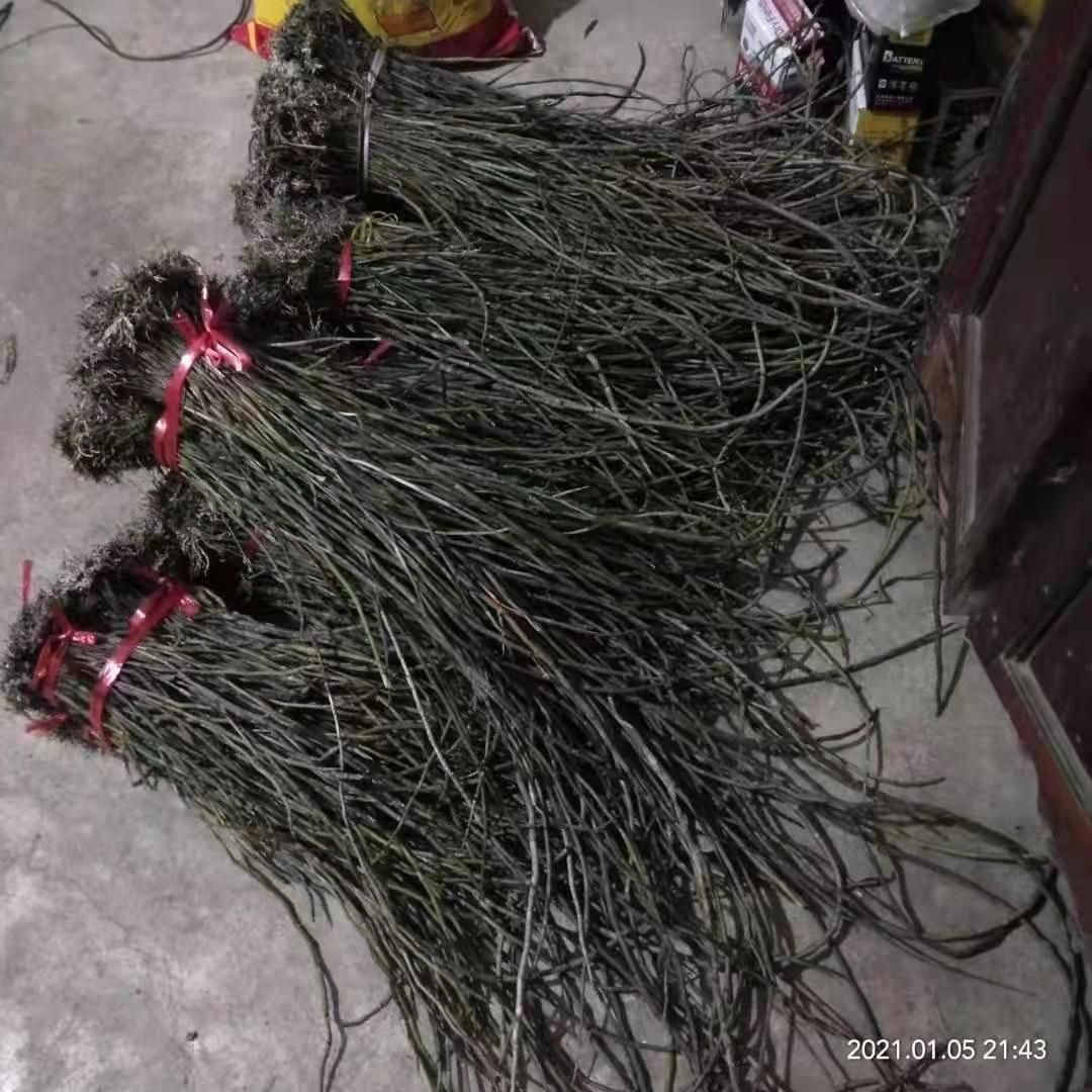 龙陵紫皮石斛  紫皮石斛非种植