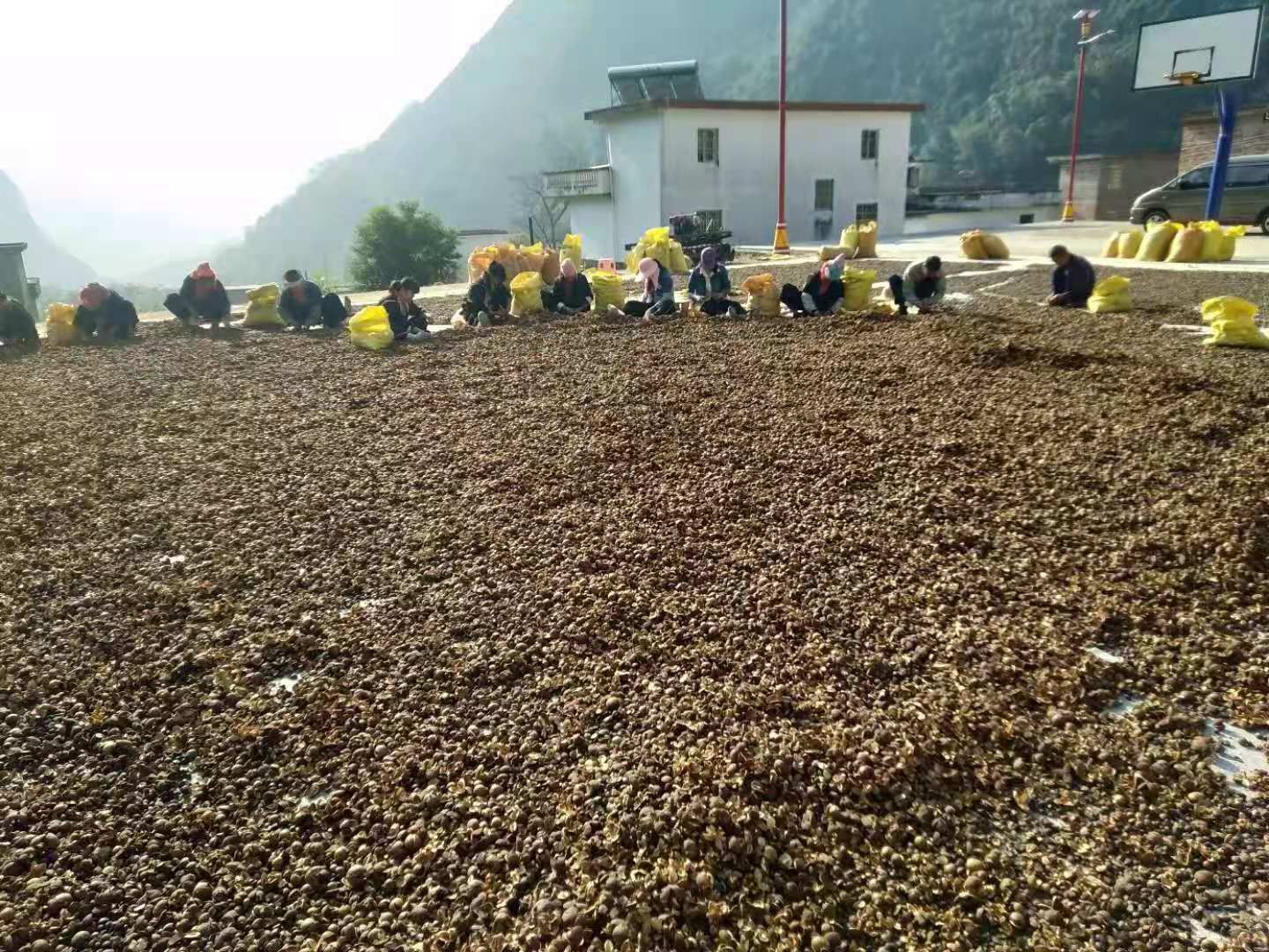 白花山茶油 茶籽油 玻璃瓶装  1盒两瓶包邮