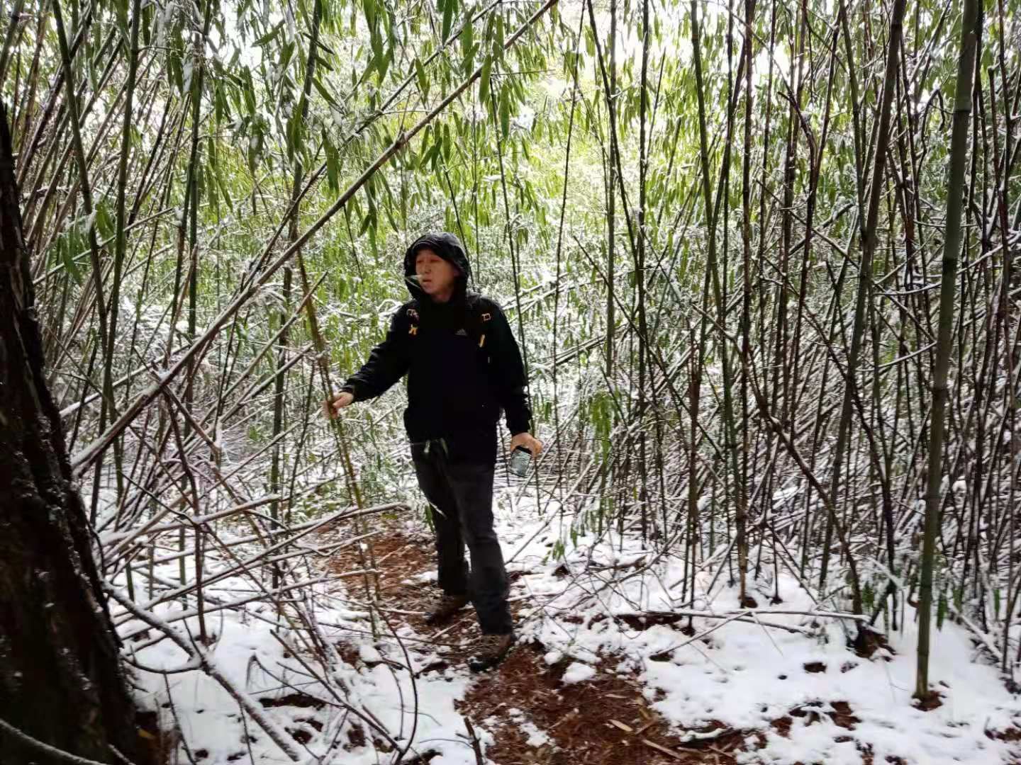 竹竿  ，菜架杆，2.5米，3米