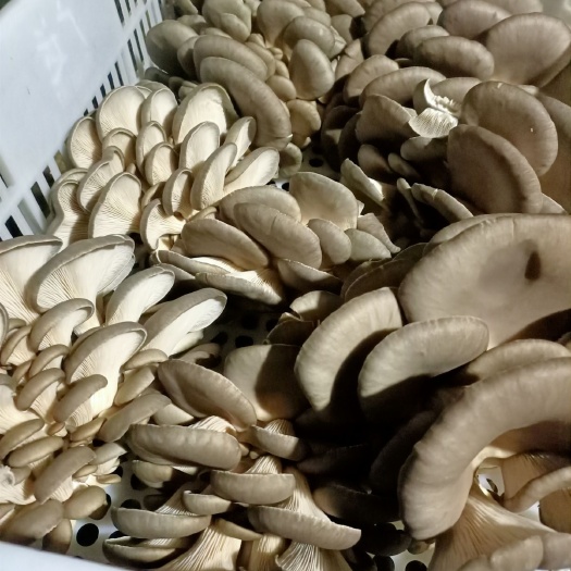 曹县蘑菇 袋装 半年 