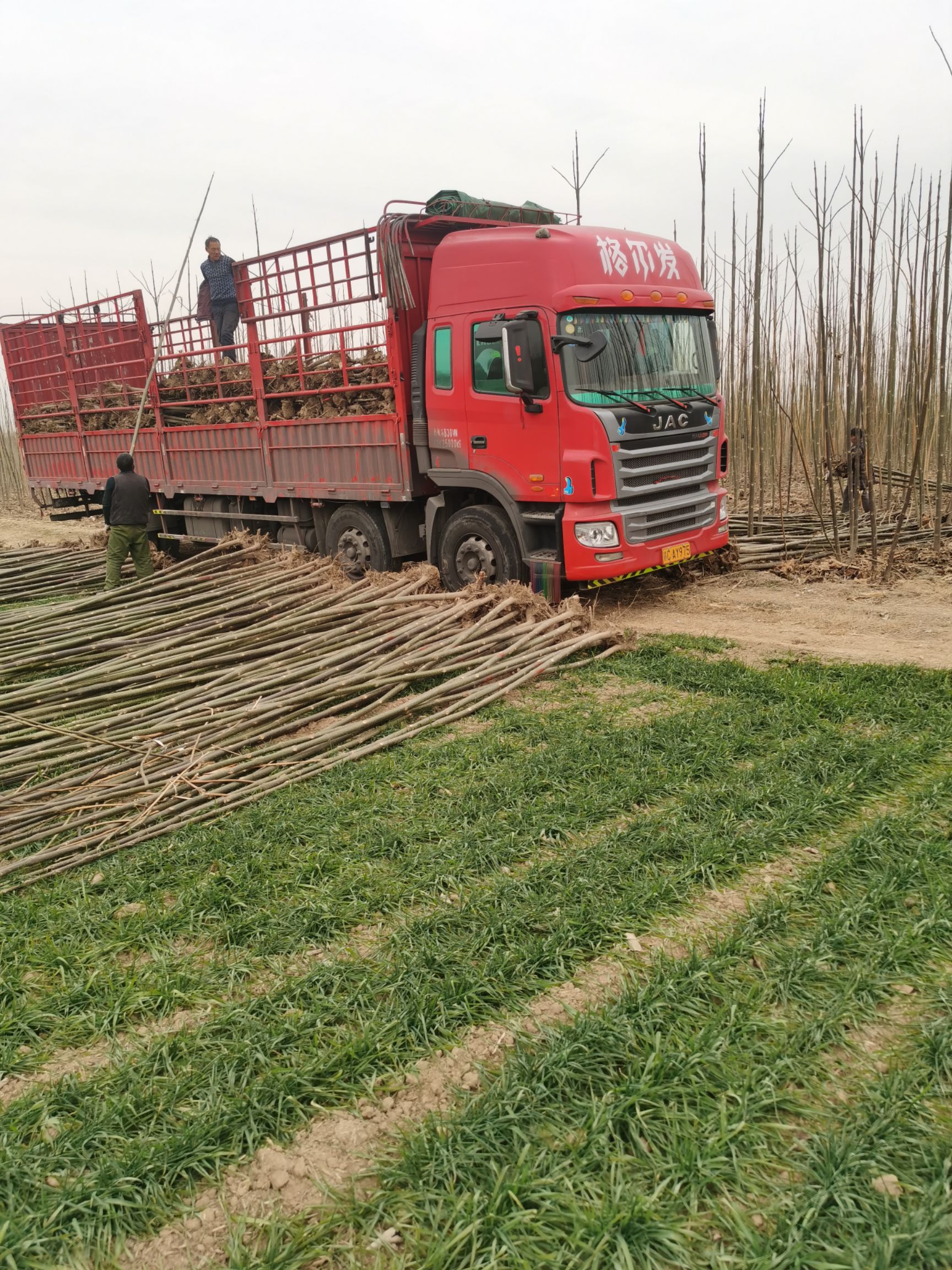 河南泡桐基地 供应各种规格的泡桐树苗 速生泡桐苗