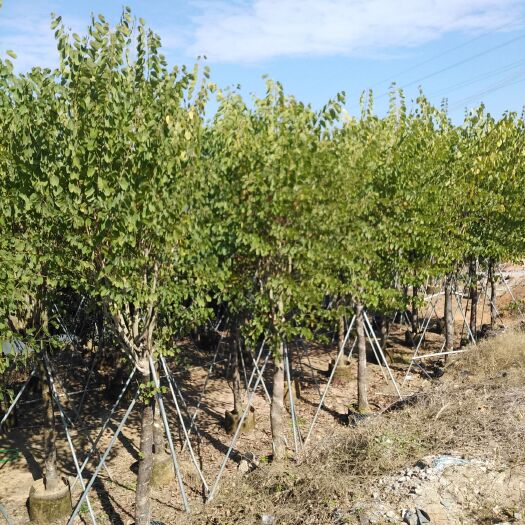 普宁市宫粉紫荆树12-13公分