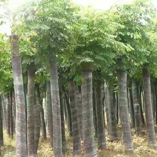北栾  栾树苗栾树小苗黄山栾北京栾工程绿化苗木行道树庭院风景树苗