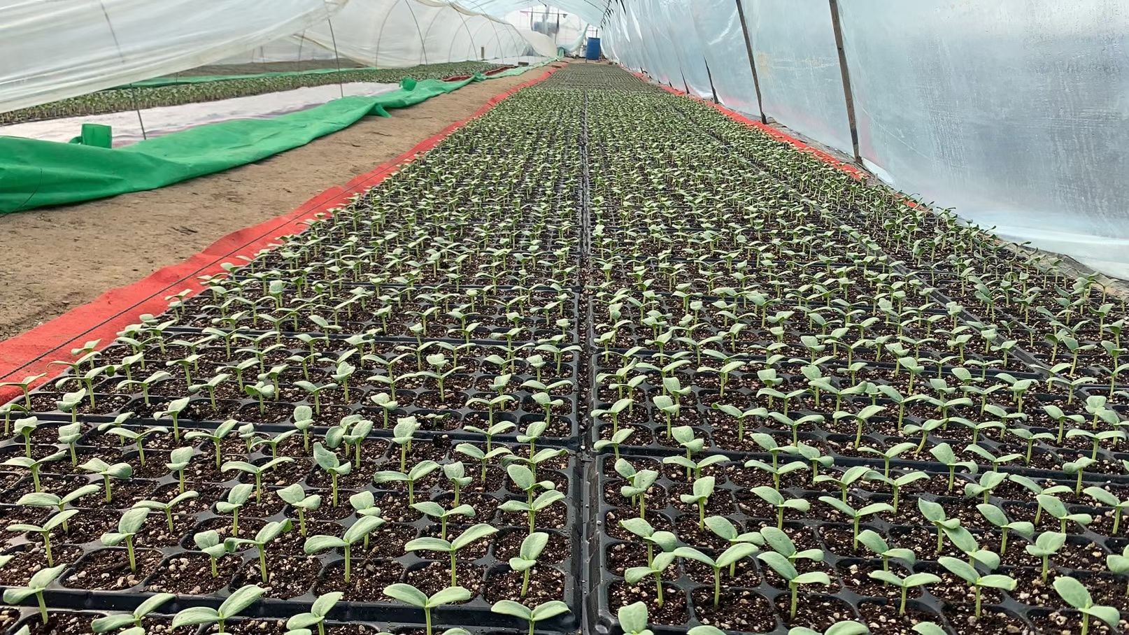 网纹瓜种子  君网蜜二十五哈蜜瓜种子~耀龙25蜜椭圆形抗病抗